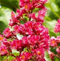 Floriterapia e Rimedi Naturali: una risorsa per il Benessere Emotivo ed Energetico della Persona