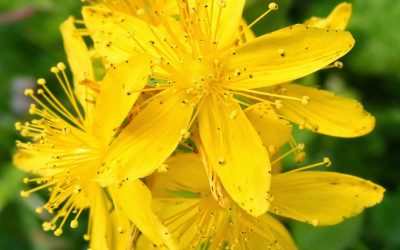Agrimony e il Voice Dialogue