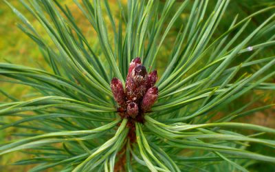 Pine e Il Senso di Colpa….un veleno per la vita!
