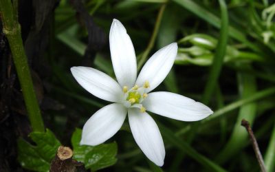 Star of Bethlehem…la Stella di Betlemme