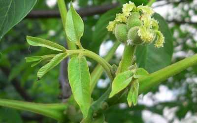 Walnut…e il cambiamento