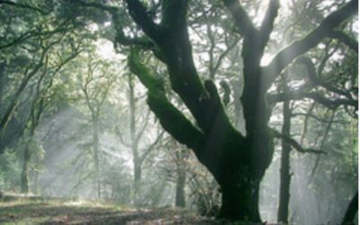 Meditazione – Stabilità e Radicamento