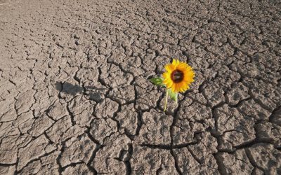 Resilienza: una propensione per non soccombere