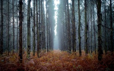 Mindfulness … osservare ed ascoltare senza giudizio 11 Febbraio dalle h 19.30 alle 22.0